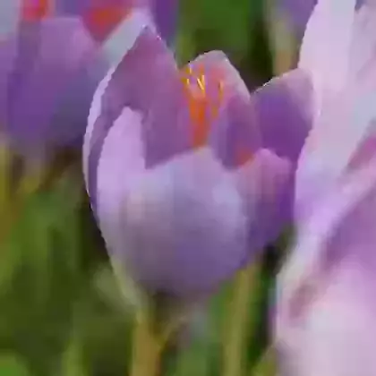 Speciosus SSP Speciosus